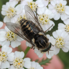 Scaptia auriflua