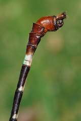 Erpetogomphus sabaleticus