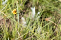 Cyperus sphaerocephalus