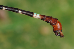 Erpetogomphus sabaleticus