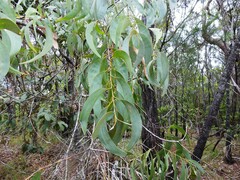 Acacia crassicarpa