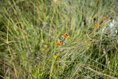 Cyperus sphaerocephalus