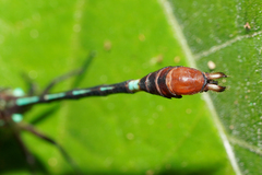 Erpetogomphus sabaleticus