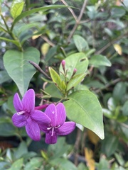 Hypoestes purpurea