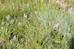 Cyperus sphaerocephalus