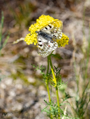 Parnassius ariadne