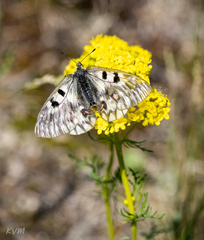 Parnassius ariadne