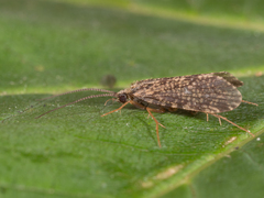 Polycentropus