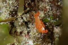 Phrikoceros baibaiye