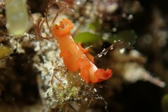 Phrikoceros baibaiye