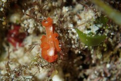 Phrikoceros baibaiye