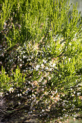 Erica caffrorum