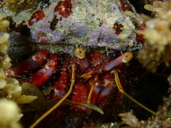 Dardanus crassimanus