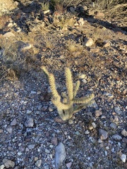 Cylindropuntia acanthocarpa