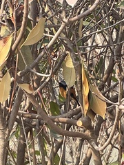 Phoenicurus auroreus