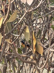 Phoenicurus auroreus