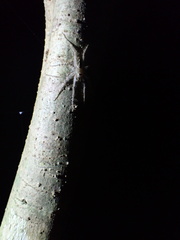 Pandercetes gracilis