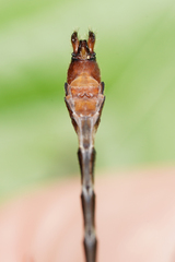 Erpetogomphus sabaleticus