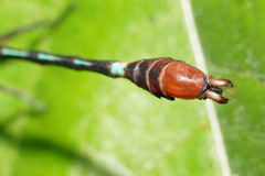 Erpetogomphus sabaleticus