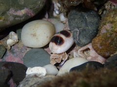 Palmadusta asellus