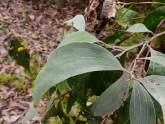 Acacia flavescens