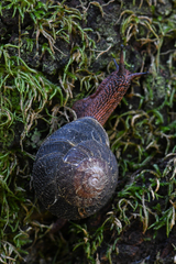 Monadenia infumata