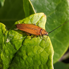Ellipsidion humerale