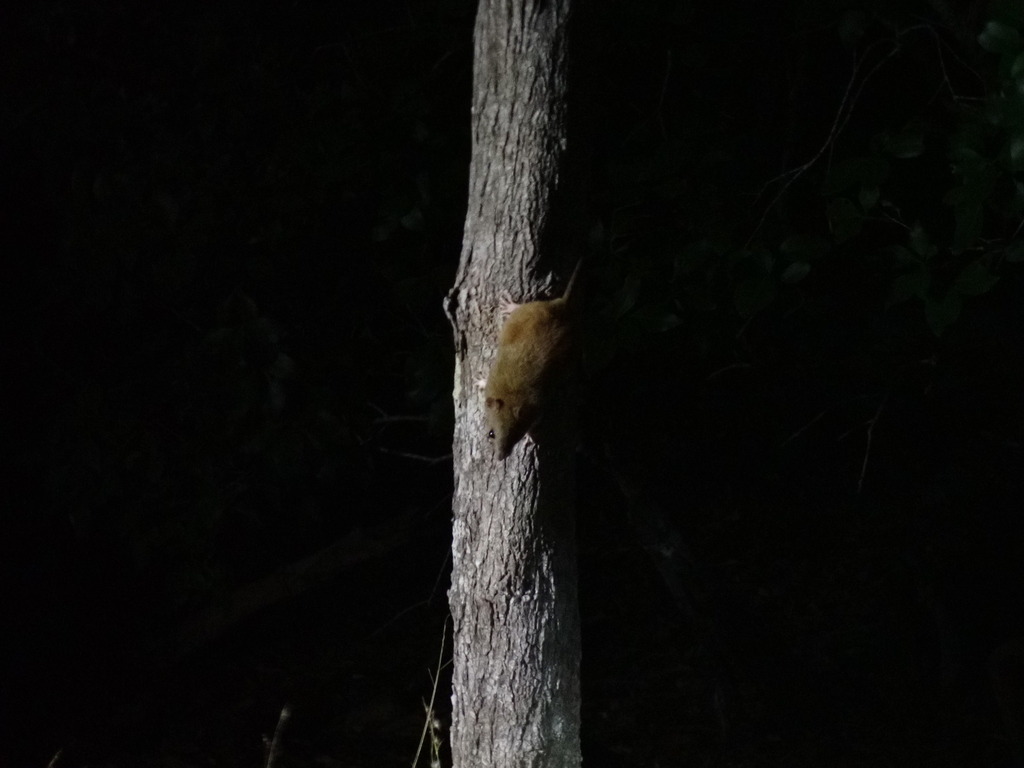 Cape York Melomys