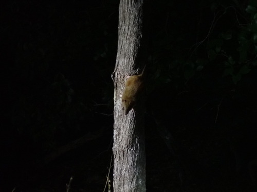 Cape York Melomys