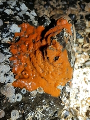 Botrylloides violaceus