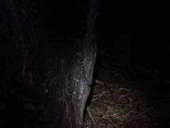 Cyrtodactylus tuberculatus