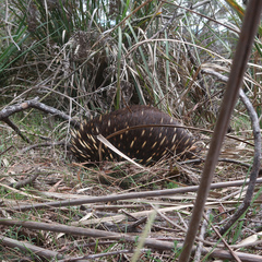 Tachyglossus aculeatus setosus