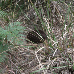 Tachyglossus aculeatus setosus