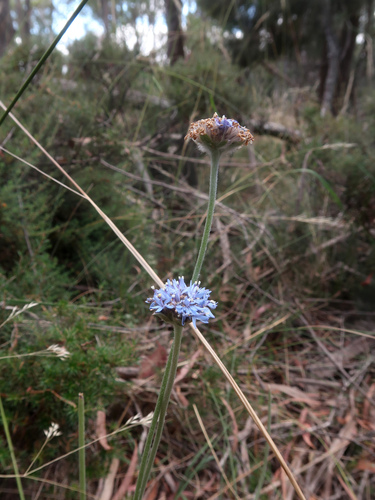 Brunonia australis (Brunonia australis)