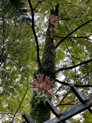 Platycerium wallichii