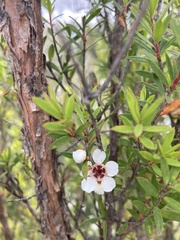 Leptospermum nitidum