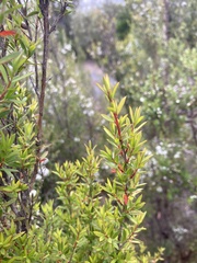Leptospermum nitidum