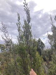 Leptospermum nitidum