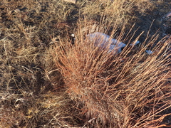 Schizachyrium scoparium