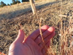 Schizachyrium scoparium