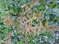 Banksia blechnifolia