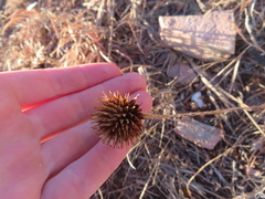 Echinacea angustifolia