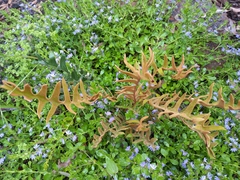 Banksia blechnifolia