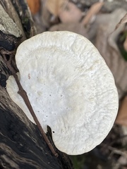 Trametes orientalis