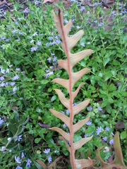 Banksia blechnifolia