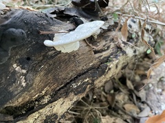 Trametes orientalis