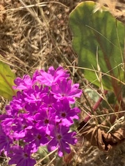 Abronia villosa villosa