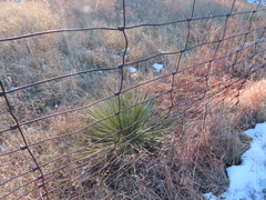 Yucca glauca
