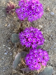 Abronia villosa villosa