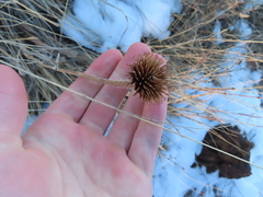 Echinacea angustifolia